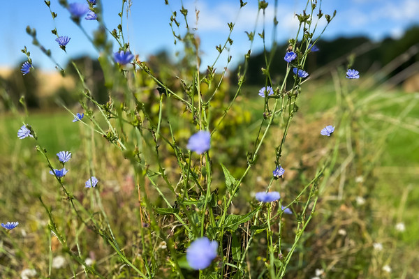 Regenwassertanks für Bäume und Blumen auf der Hockeyanlage